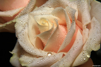 Картинка авт ючковский сергей цветы розы бутон макро капли лепестки