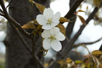 Картинка цветы цветущие деревья кустарники макро