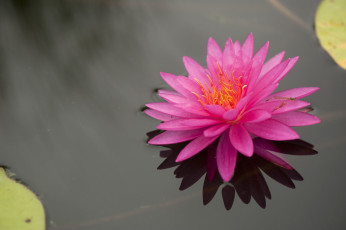 Картинка цветы лилии водяные нимфеи кувшинки вода
