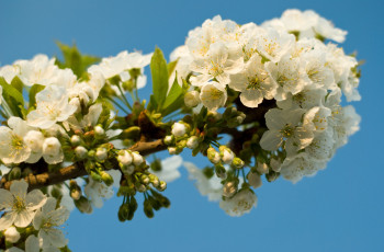 Картинка цветы цветущие деревья кустарники ветка cherry вишня