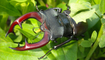 Картинка животные насекомые жук-олень макро рога