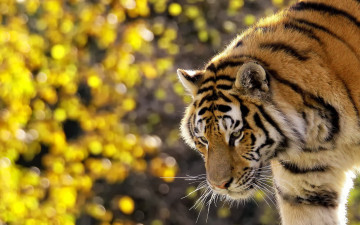 Картинка животные тигры кошка хищник