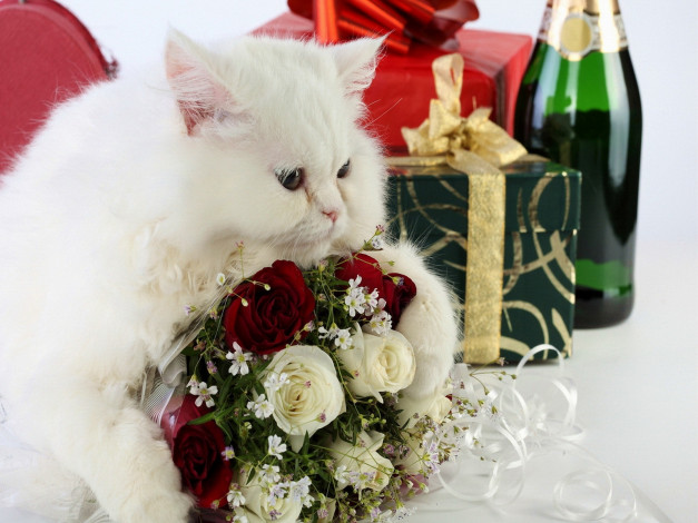 Обои картинки фото животные, коты, шампанское, кот, кошка, цветы
