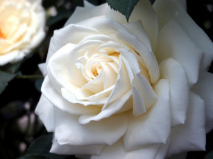 Картинка цветы розы лепестки белый макро