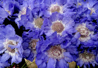 обоя цветы, скабиоза, синий