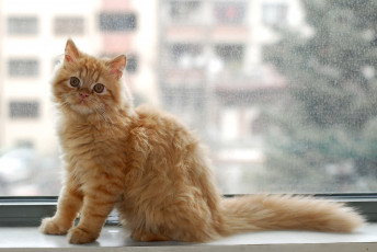 Картинка животные коты окно рыжий