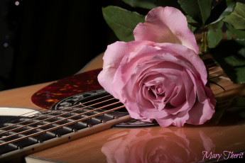 Картинка цветы розы розовый гитара