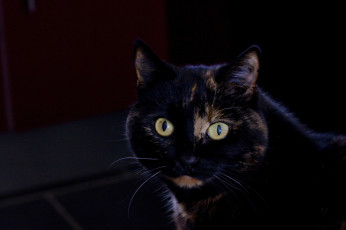 Картинка животные коты глаза черный