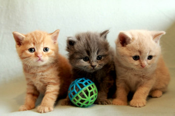 Картинка животные коты милые мячик котята