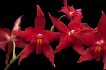 Картинка цветы орхидеи красный ветка экзотика
