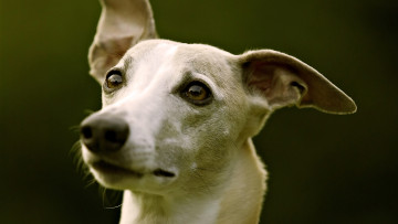 Картинка животные собаки морда взгляд уши собака
