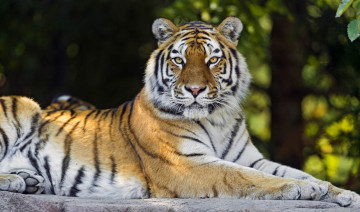 Картинка животные тигры сила красавица тигрица