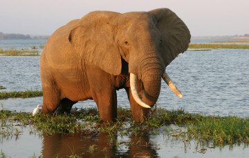 Картинка животные слоны слон водоем