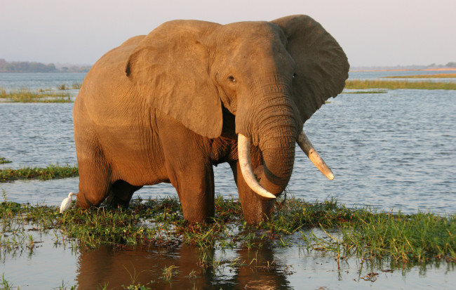 Обои картинки фото животные, слоны, слон, водоем