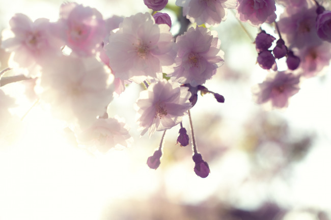 Обои картинки фото цветение, цветы, сакура, вишня, дерево, весна