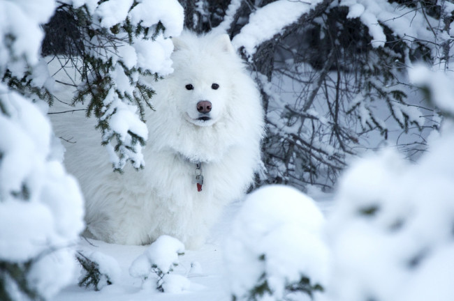 Обои картинки фото животные, собаки, снег, белый