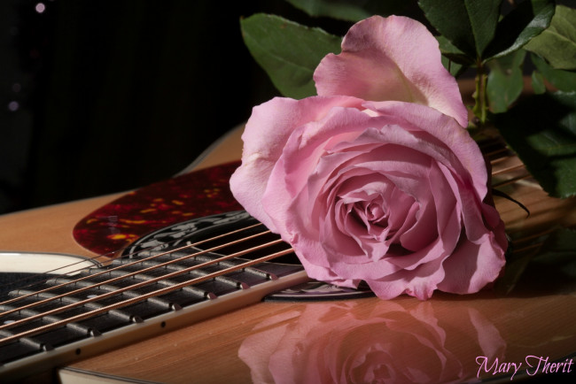 Обои картинки фото цветы, розы, розовый, гитара