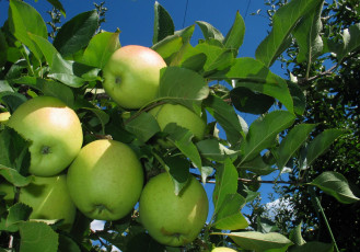Картинка природа плоды листья яблоня ветки