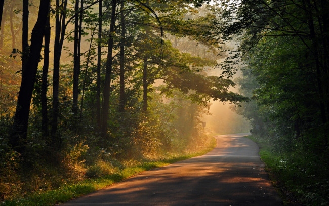 Обои картинки фото природа, дороги, лес, день, лучи, солнце