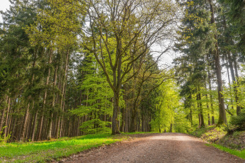 Картинка природа дороги лес пейзаж дорога деревья