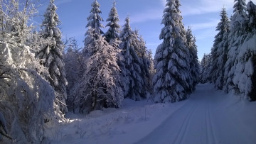 Картинка природа лес дорога зима пейзаж деревья