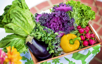Картинка еда овощи баклажан зелень петрушка редис салат