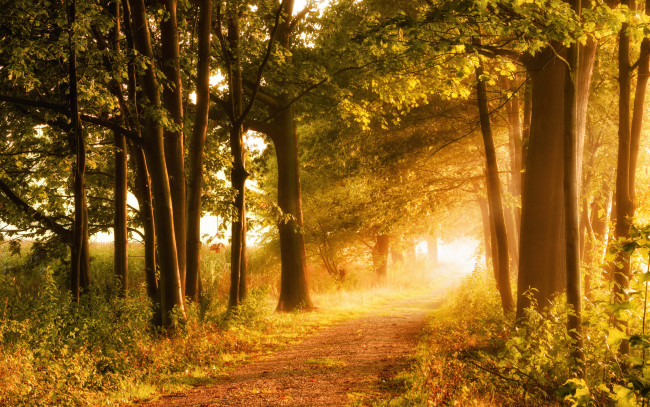 Обои картинки фото природа, дороги, солнце, дорога, деревья, лес, солнечные, лучи
