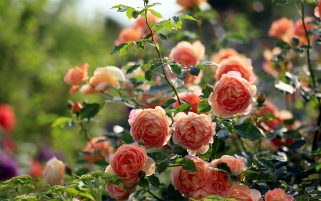Обои картинки фото цветы, розы, чайные, куст