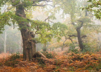 обоя природа, лес, туман