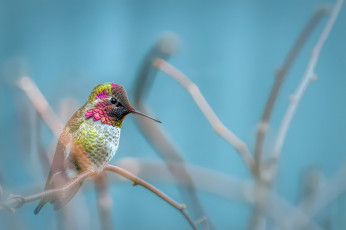 Картинка животные колибри птица