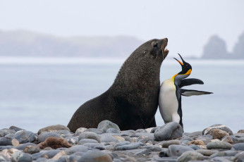 обоя животные, разные вместе, тюлень, пингвин