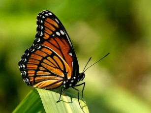 обоя monarch, животные, бабочки