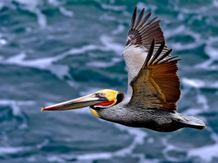 Картинка pelican животные пеликаны