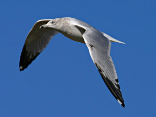Картинка ring billed seagull животные Чайки бакланы крачки