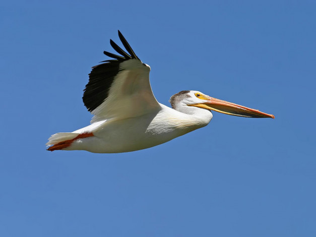 Обои картинки фото pelican, животные, пеликаны