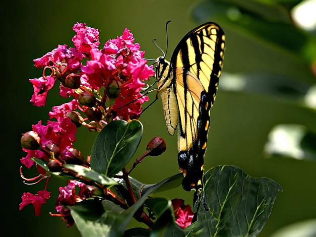 Обои картинки фото tiger, swallowtail, животные, бабочки