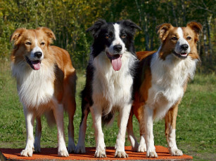 Картинка животные собаки собака бордер-колли