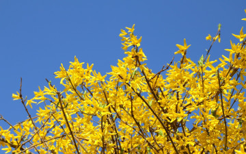 Картинка ракитник цветы цветущие деревья кустарники желтый