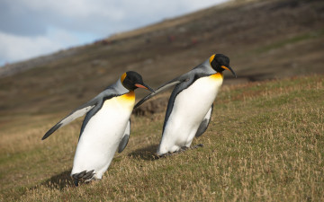 Картинка животные пингвины пингвин королевский