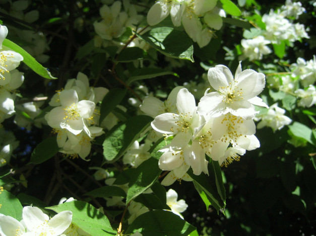 Обои картинки фото цветы, жасмин, май, весна, душистый, белый