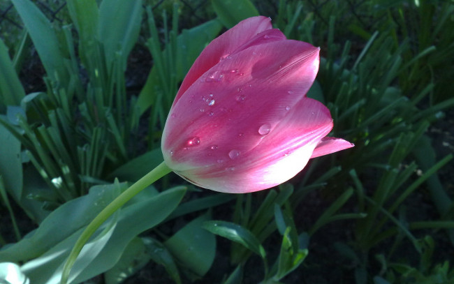 Обои картинки фото цветы, тюльпаны, розовый, капли, роса