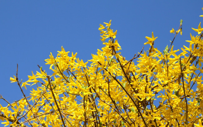 Обои картинки фото ракитник, цветы, цветущие, деревья, кустарники, желтый