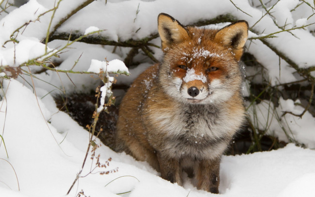 Обои картинки фото животные, лисы, лиса, снег, нора