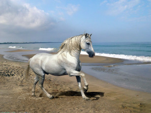 Картинка животные лошади голубой природа небо берег грива конь песок волна волны море
