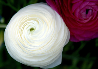 Картинка цветы ранункулюс азиатский лютик круглый белый