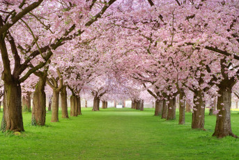 Картинка цветы сакура вишня сад деревья цветение весна