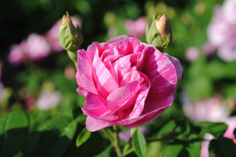 Картинка цветы розы розовый пестрый бутоны
