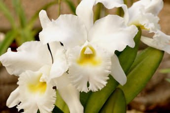Картинка цветы орхидеи белый