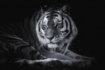 Картинка животные тигры хищник портрет