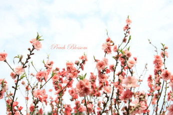 Картинка цветы цветущие деревья кустарники ветки персик